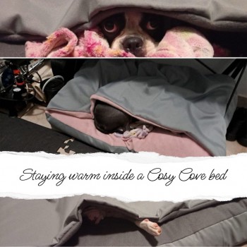 cosy-cove bed